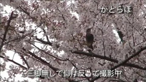 鳥が桜の花をつついている映像